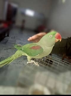 Raw parrot