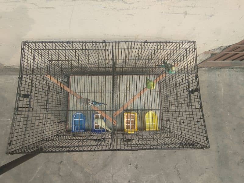 birds Cage 2