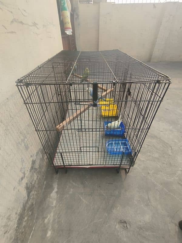 birds Cage 4