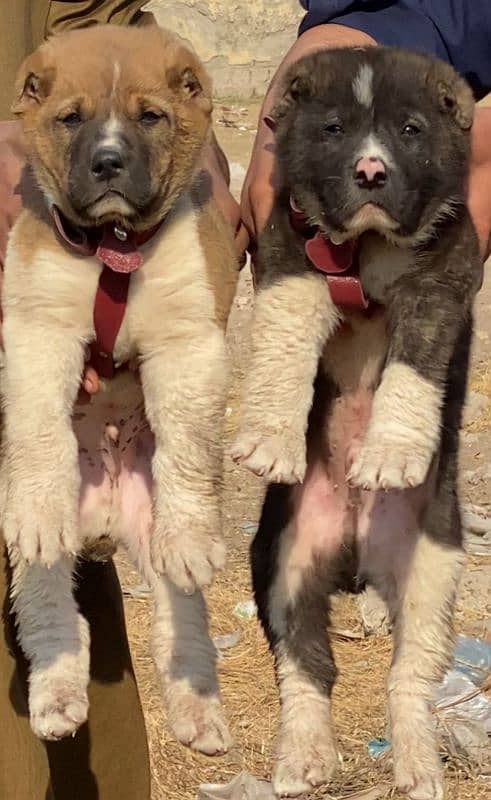 alabai security Dog 2 month pair for sale heavy bone 0