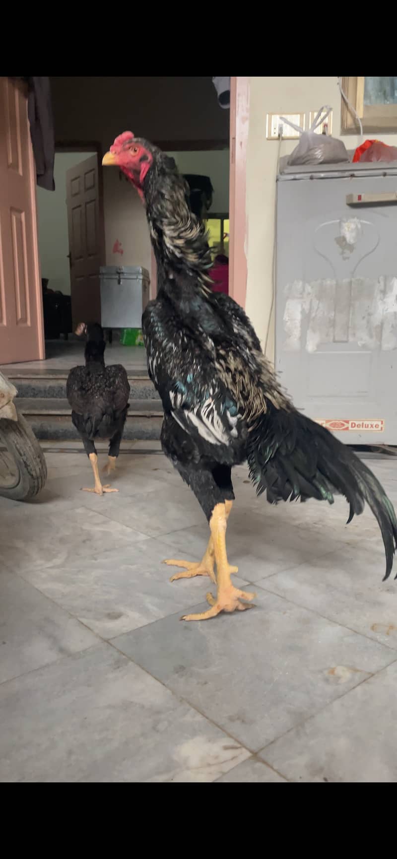 Pure Shamo young breeder pair with free eggs 0