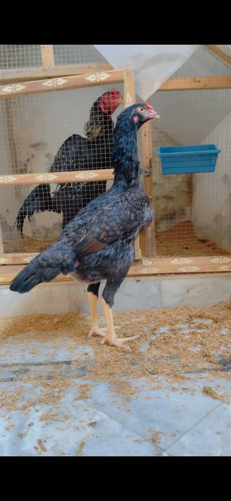 Pure Shamo young breeder pair with free eggs 12