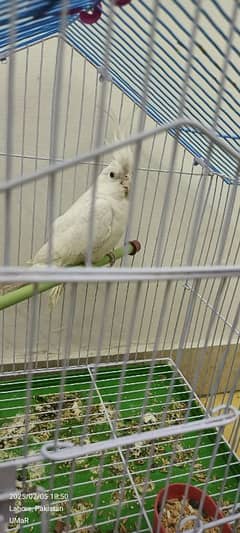 03035141629 urgent sale cage b sath dna hai new cage