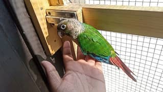 handtame green chick conure