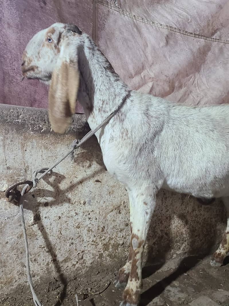 Makhi cheeni goat  | Bakri | gaban Goat For Sale 5