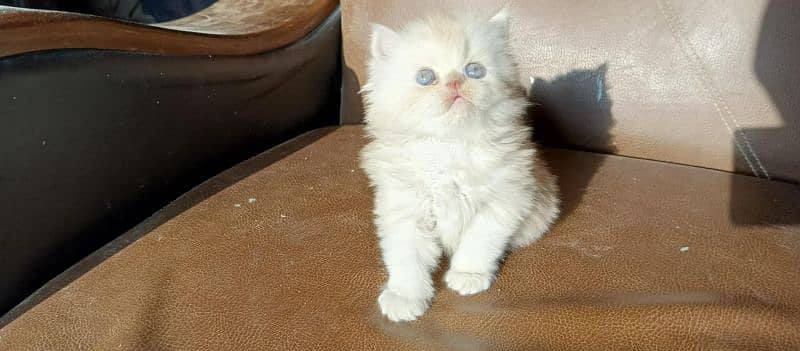 Dual Color Male Kitten (white+fawn) 1