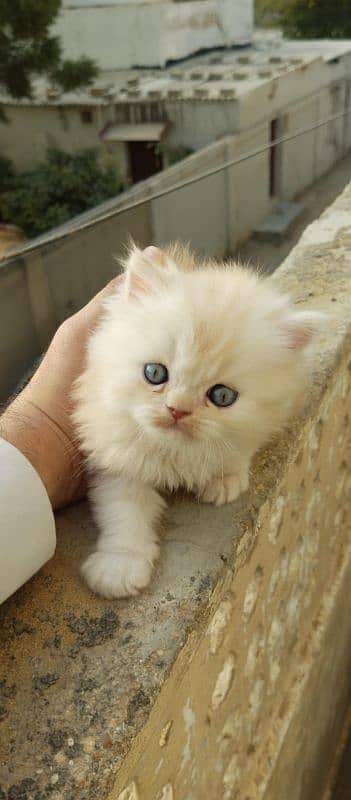 Dual Color Male Kitten (white+fawn) 4