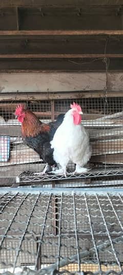 desi murgi golden buff white buff aseel murgi hen egg