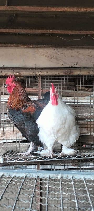 desi murgi golden buff white buff aseel murgi hen egg 1