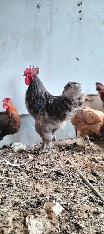 desi murgi golden buff white buff aseel murgi hen egg 5