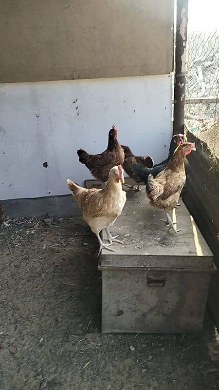 desi murgi golden buff white buff aseel murgi hen egg 7