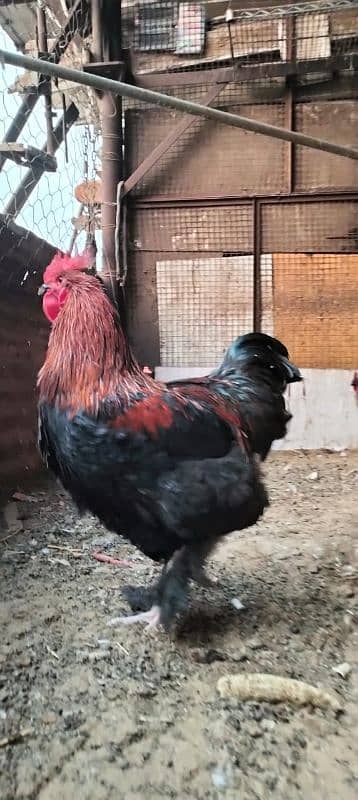 desi murgi golden buff white buff aseel murgi hen egg 9