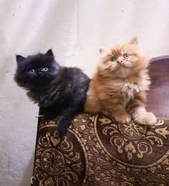 1 Month persian kitten triple coat pair for sale