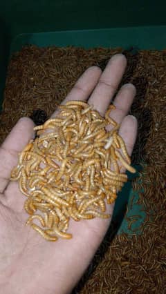 Mealworms