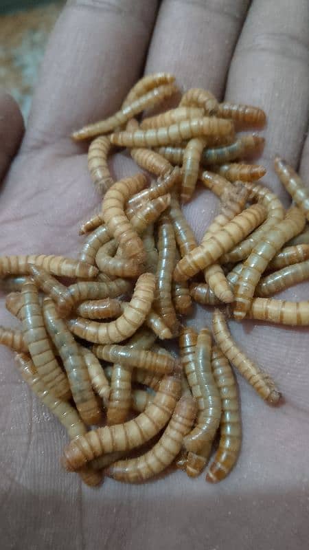 Mealworms 1