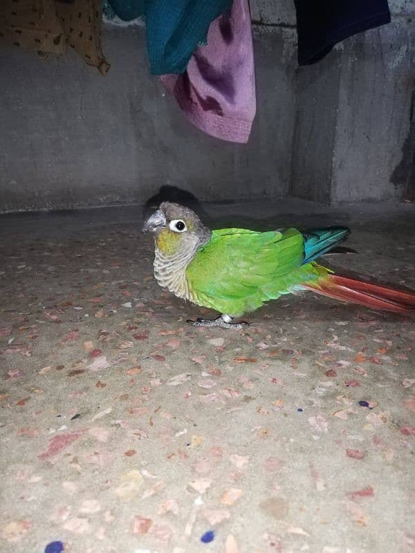 Green Cheeked Conure Male 0