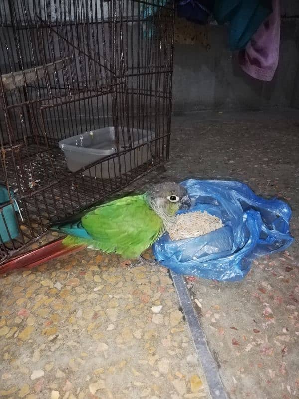 Green Cheeked Conure Male 1