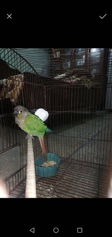 Green Cheeked Conure Male 2