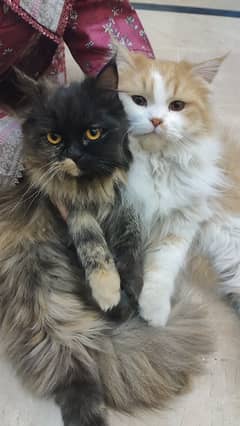 35K PERSIAN CAT PAIR, 10 MONTHS OLD, HEALTHY DEIT AND WELL GROOMED.