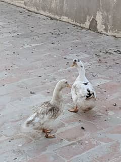 Ducks breeder pair with 5 eggs | age 2 yrs