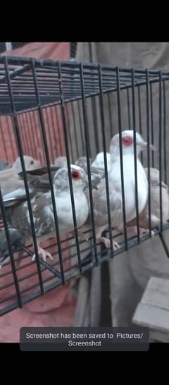 Diamond pied Red pied Blue Pied