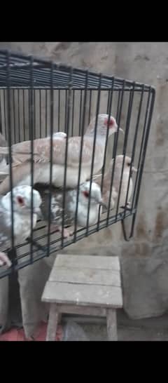 Diamond pied Red pied Blue Pied