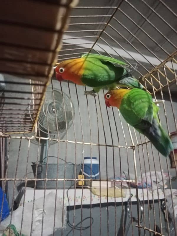 love bird 1