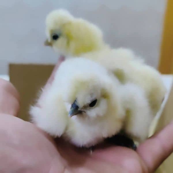 White Silkie Chick's 0