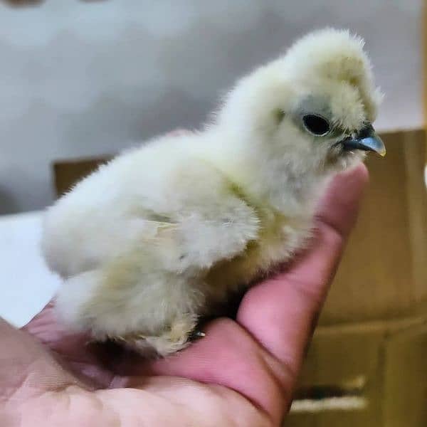 White Silkie Chick's 1