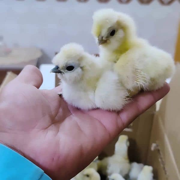 White Silkie Chick's 2