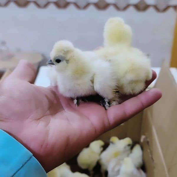 White Silkie Chick's 3