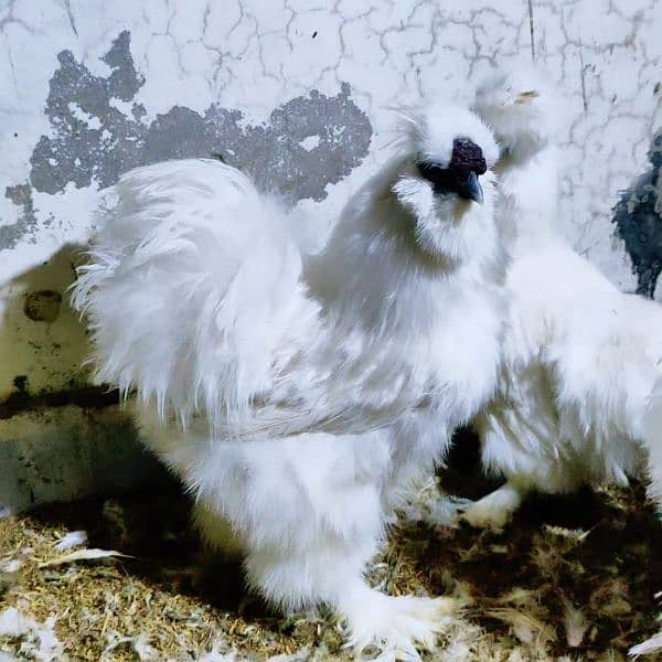 White Silkie Chick's 4