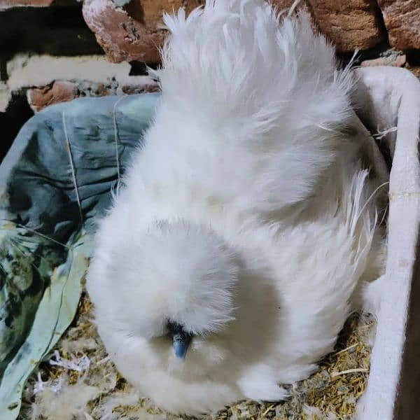 White Silkie Chick's 5