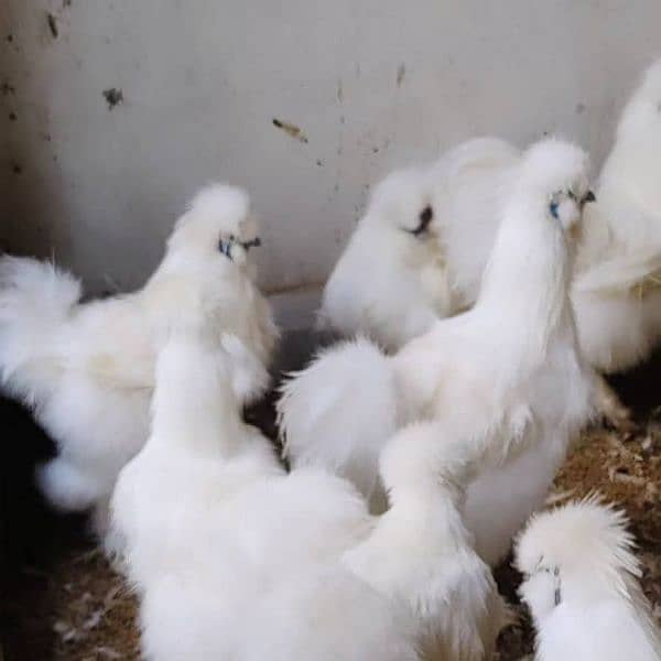 White Silkie Chick's 6