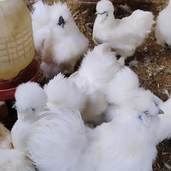 White Silkie Chick's 7