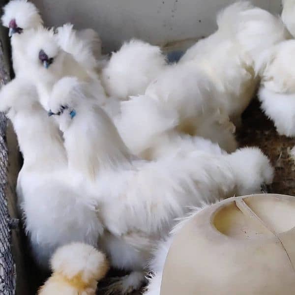 White Silkie Chick's 8