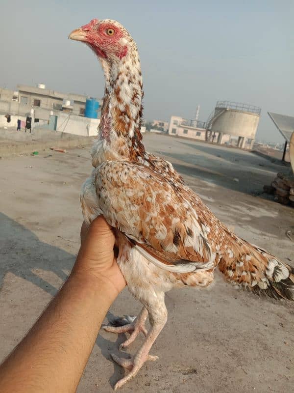 Pure Aseel Murgian For sale Aseel Hen murgi / Madi 03098573144 0