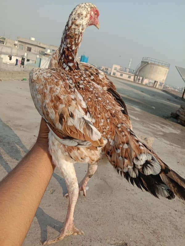 Pure Aseel Murgian For sale Aseel Hen murgi / Madi 03098573144 1