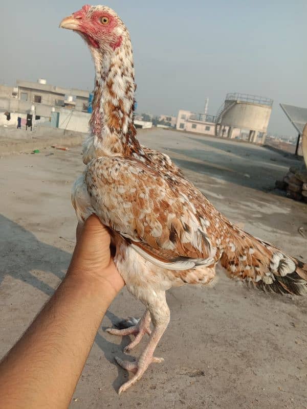 Pure Aseel Murgian For sale Aseel Hen murgi / Madi 03098573144 2