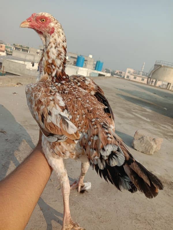 Pure Aseel Murgian For sale Aseel Hen murgi / Madi 03098573144 11