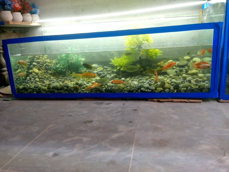 fish aquarium with decoration 0