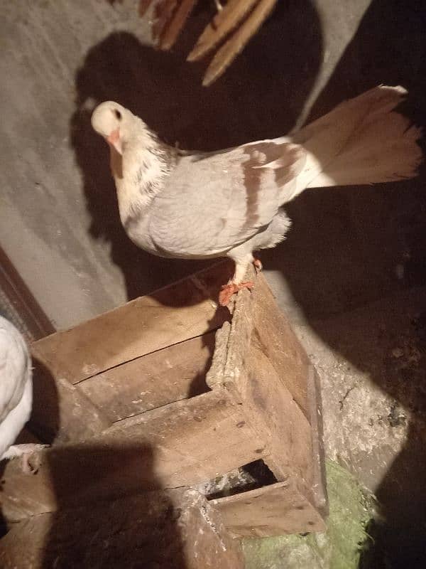 fancy pigeon, simple kabutar 7