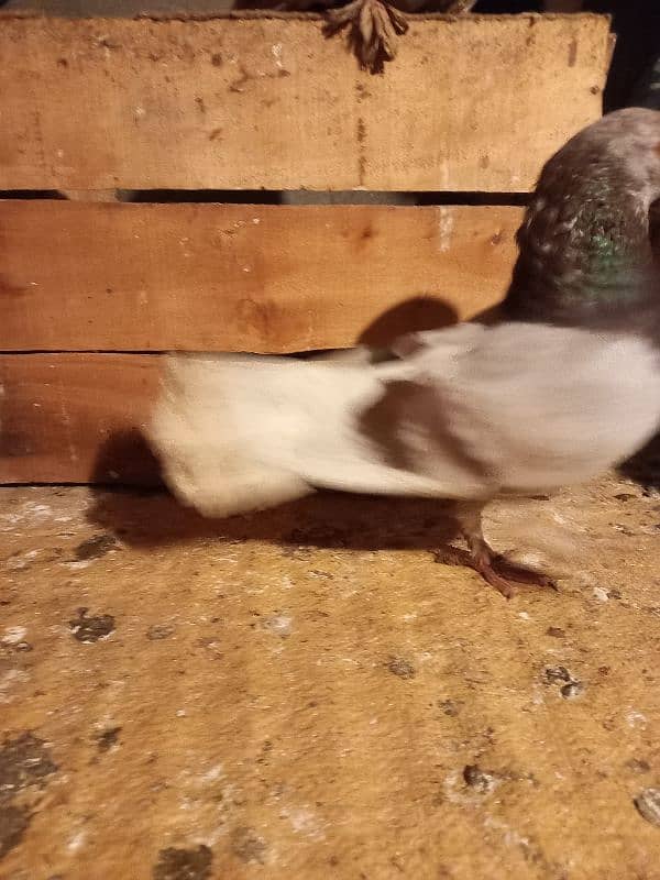 fancy pigeon, simple kabutar 9