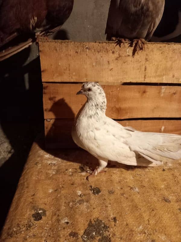 fancy pigeon, simple kabutar 10