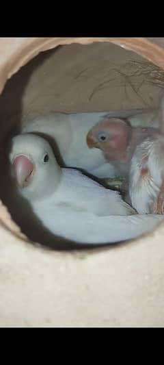 Albino Pair