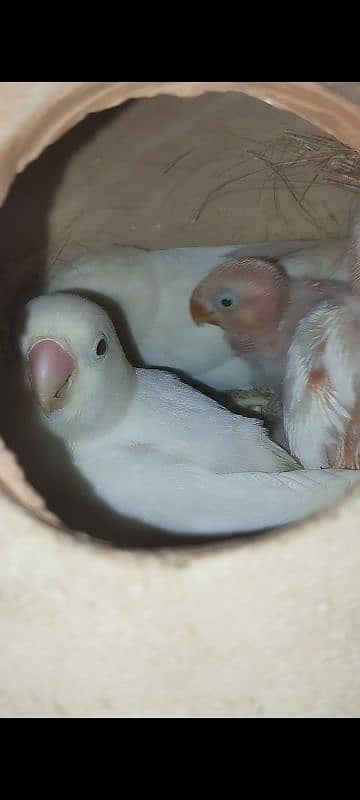 Albino Pair with 2 Chicks 0