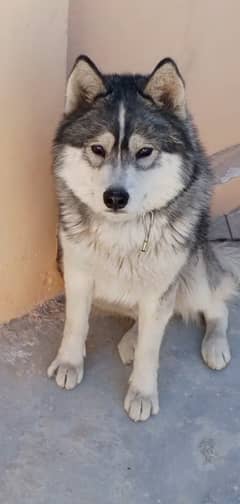 Siberian Husky