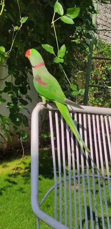 highly tamed raw parrot 3