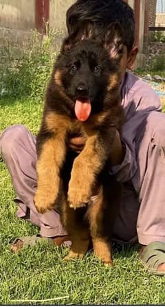 German Shepherd puppy male