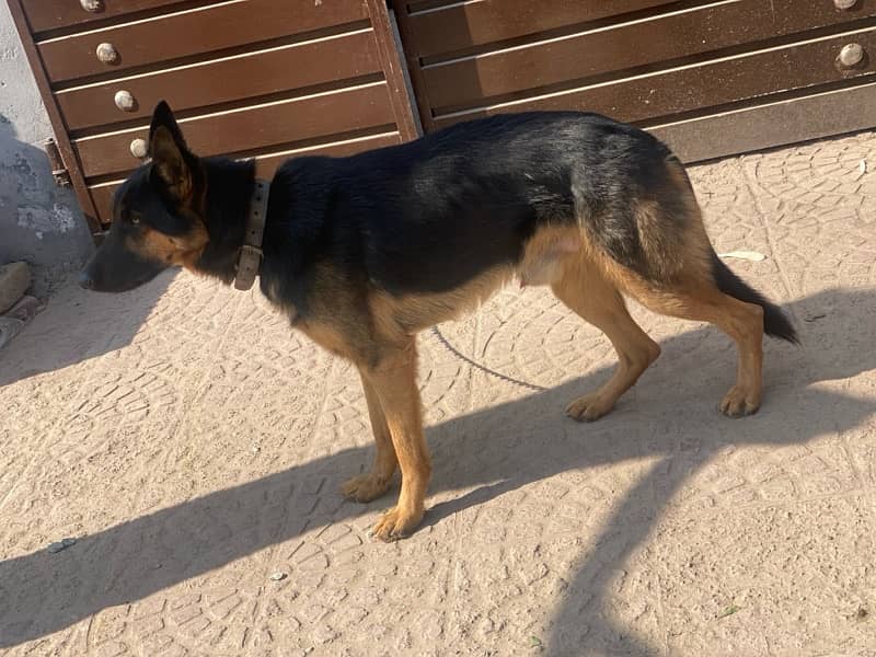 german shaperd for sale male double coat 3